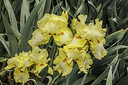 ������� ��������� (Iris hybrida) ���� Martile Rowland, ����, ������