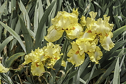 ������� ��������� (Iris hybrida) ���� Martile Rowland, ����, ������