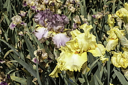 ������� ��������� (Iris hybrida) ���� Martile Rowland, ����, ������