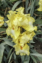 ������� ��������� (Iris hybrida) ���� Martile Rowland, ����, ������