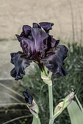 ������� ��������� (Iris hybrida) ���� Black in Black, ����, ������