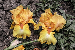 ������� ��������� (Iris hybrida) ���� Olympic Challenge, ����, ������