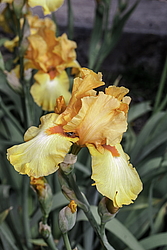 ������� ��������� (Iris hybrida) ���� Olympic Challenge, ����, ������