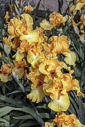 ������� ��������� (Iris hybrida) ���� Olympic Challenge, ����, ������