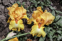 ������� ��������� (Iris hybrida) ���� Olympic Challenge, ����, ������