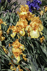 ������� ��������� (Iris hybrida) ���� Olympic Challenge, ����, ������