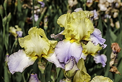 ������� ��������� (Iris hybrida) ���� Betty Sumon, ����, ������