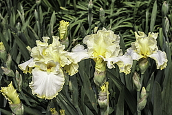 ������� ��������� (Iris hybrida) ���� Ivory Way, ����, ������
