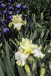 ������� ��������� (Iris hybrida) ���� Ivory Way, ����, ������