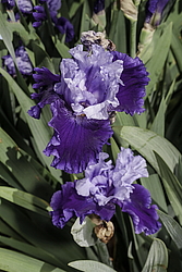 ������� ��������� (Iris hybrida) ���� Got the Blues, ����, ������