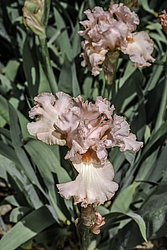 ������� ��������� (Iris hybrida) ���� Paradise, ����, ������