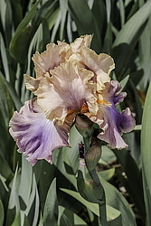 ������� ��������� (Iris hybrida) ���� Chasing Rainbows, ����, ������