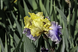 ������� ��������� (Iris hybrida) ���� Edith Wolford, ����, ������