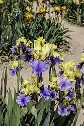 ������� ��������� (Iris hybrida) ���� Edith Wolford, ����, ������