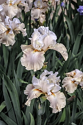 ������� ��������� (Iris hybrida) ���� Going Home, ����, ������
