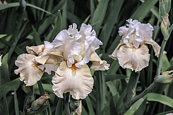 ������� ��������� (Iris hybrida) ���� Going Home, ����, ������