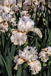 ������� ��������� (Iris hybrida) ���� Going Home, ����, ������