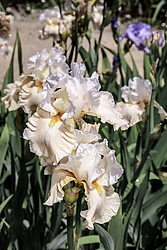 ������� ��������� (Iris hybrida) ���� Going Home, ����, ������