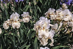 ������� ��������� (Iris hybrida) ���� Going Home, ����, ������