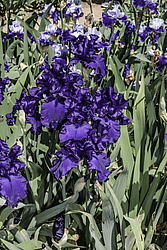 ������� ��������� (Iris hybrida) ���� Dusky Challenger, ����, ������