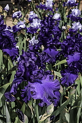 ������� ��������� (Iris hybrida) ���� Dusky Challenger, ����, ������