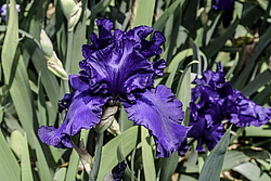 ������� ��������� (Iris hybrida) ���� Dusky Challenger, ����, ������