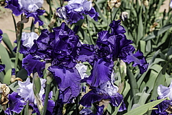 ������� ��������� (Iris hybrida) ���� Dusky Challenger, ����, ������