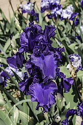 ������� ��������� (Iris hybrida) ���� Dusky Challenger, ����, ������
