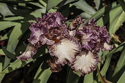 ������� ��������� (Iris hybrida) ���� Braztn Beauty, ����, ������