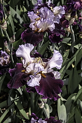 ������� ��������� (Iris hybrida) ���� Brazilian Holliday, ����, ������