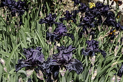 ������� ��������� (Iris hybrida) ���� Before the Storm, ����, ������