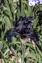 ������� ��������� (Iris hybrida) ���� Before the Storm, ����, ������