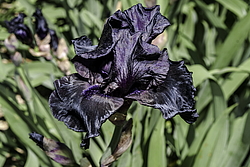 ������� ��������� (Iris hybrida) ���� Before the Storm, ����, ������