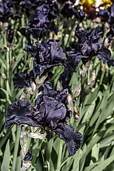 ������� ��������� (Iris hybrida) ���� Before the Storm, ����, ������