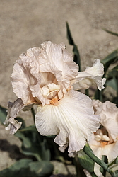 ������� ��������� (Iris hybrida) ���� Marriage Vows, ����, ������
