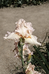 ������� ��������� (Iris hybrida) ���� Marriage Vows, ����, ������
