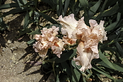 ������� ��������� (Iris hybrida) ���� Marriage Vows, ����, ������