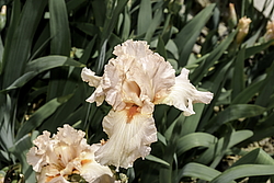 ������� ��������� (Iris hybrida) ���� Marriage Vows, ����, ������