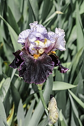 ������� ��������� (Iris hybrida) ���� Gallant Rogue, ����, ������