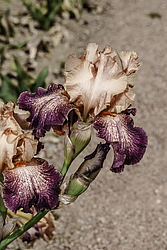 ������� ��������� (Iris hybrida) ���� Secret Melody, ������