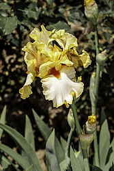 ������� ��������� (Iris hybrida) ���� Champagne Waltz, ����, ������