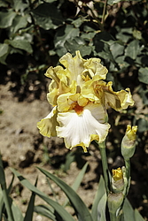 ������� ��������� (Iris hybrida) ���� Champagne Waltz, ����, ������
