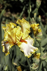 ������� ��������� (Iris hybrida) ���� Champagne Waltz, ����, ������