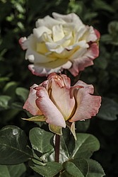 ������� ���� (Rosa hybrida) �����������