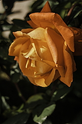 ������� ���� (Rosa hybrida) �����������