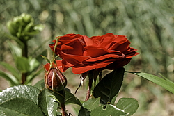 ������� ���� (Rosa hybrida) �����������