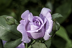 ������� ���� (Rosa hybrida) �����������