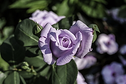 ������� ���� (Rosa hybrida) �����������