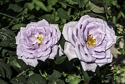 ������� ���� (Rosa hybrida) �����������