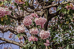 �������� ������� (Tabebuia rosea) ���������